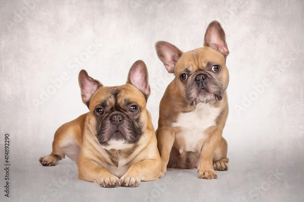 Obraz französische bulldogge