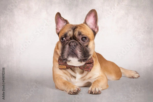 Obraz französische bulldogge