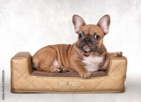 Obraz französische bulldogge