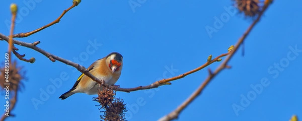 Fototapeta chardonneret élégant