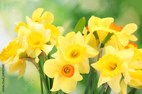 Obraz piękne żółte żonkile na zielonym tle