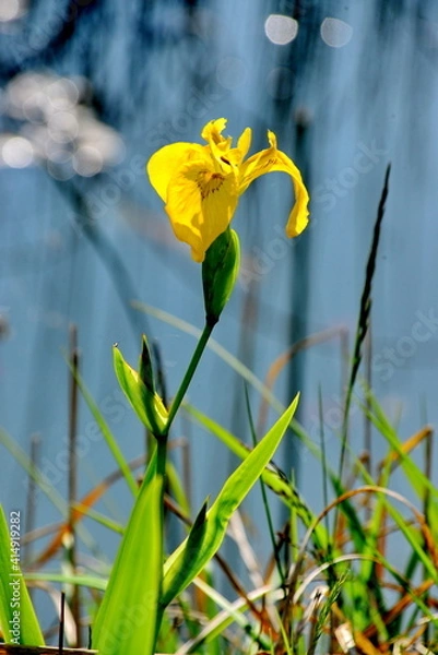 Obraz Pflanzen, #4316