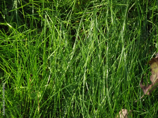 Obraz green grass in the wind