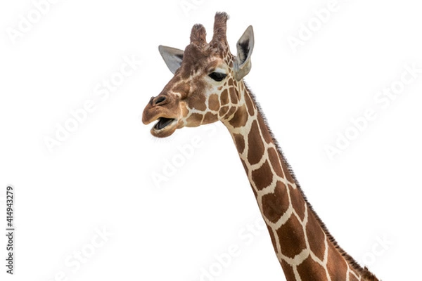 Fototapeta Isolated giraffe head on white background