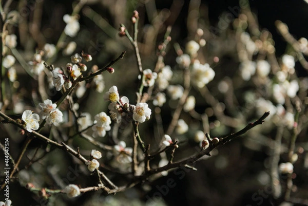 Obraz 夜の梅の花