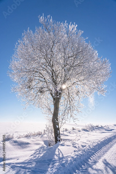 Obraz frozen tree
