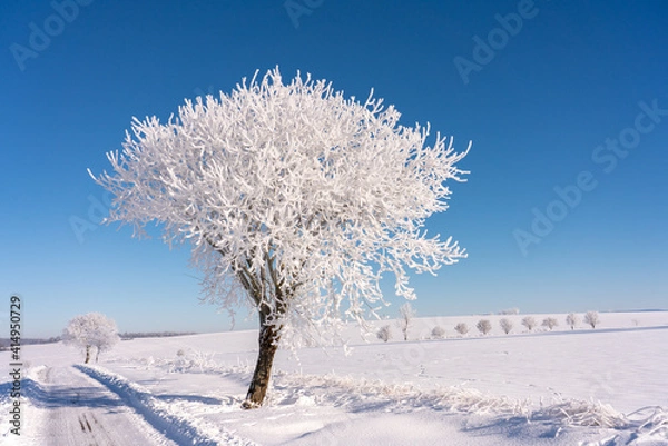 Obraz frozen tree