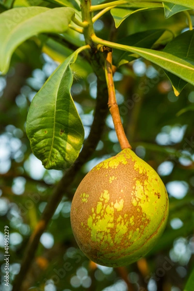 Fototapeta Fruit of Cerbera odollam or Suicide tree or Pong-pong or Othalanga Photographed in Thailand