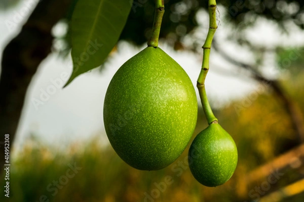 Fototapeta Fruit of Cerbera odollam or Suicide tree or Pong-pong or Othalanga Photographed in Thailand