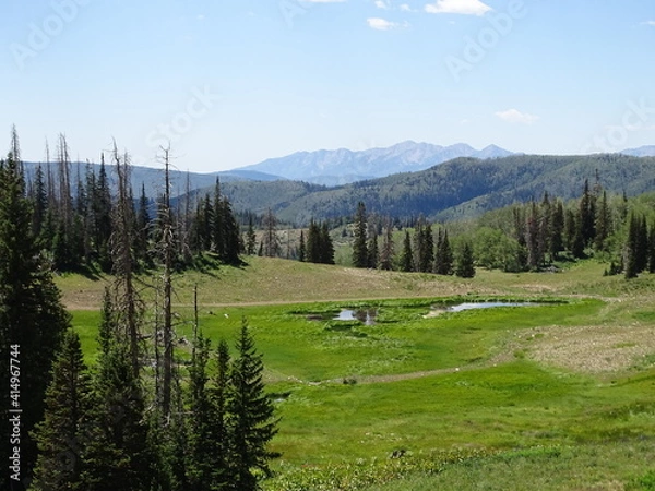 Obraz mountain meadow