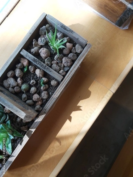 Obraz Plants and stone