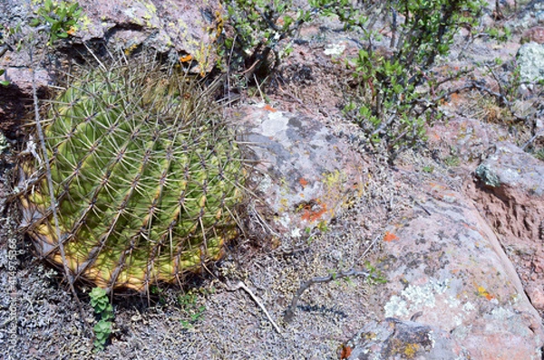 Obraz Biznaga cactus.