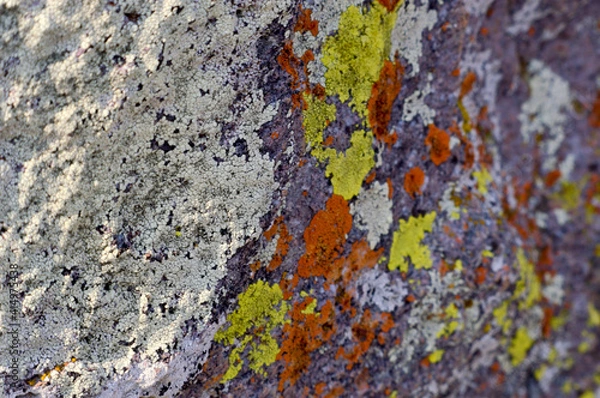 Obraz lichen on rock