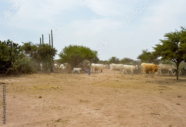 Obraz Cattle in mexican ranch.