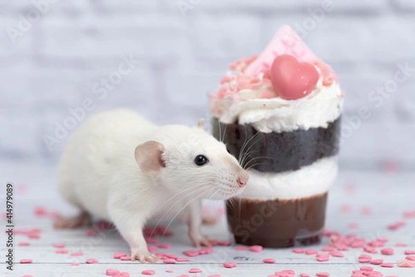 Obraz White cute decorative rat sits next to sweet dessert. A piece of birthday chocolate cake decorated with a pink heart and chocolate bar. Hearts are scattered on the floor. White brick wall in the back