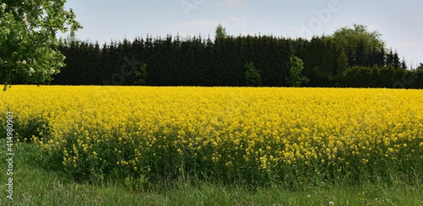 Obraz blühendes Rapsfeld