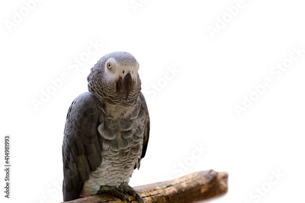 Fototapeta Owl perching on a twig.