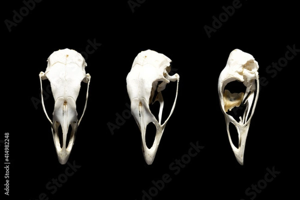 Obraz Bird skulls in different angles. Seabird. Isolated on black.