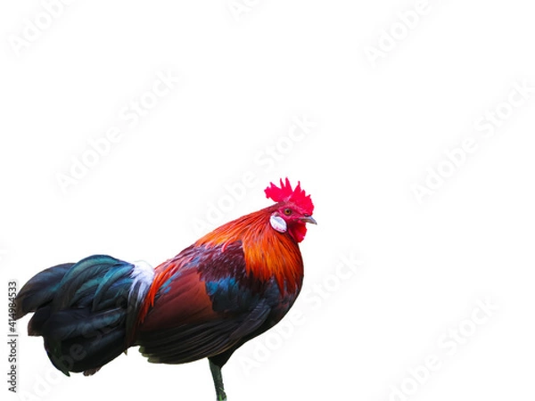 Fototapeta Red rooster standing one legged on white background, Chicken disable legged