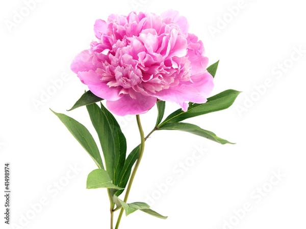 Obraz pink peony flower