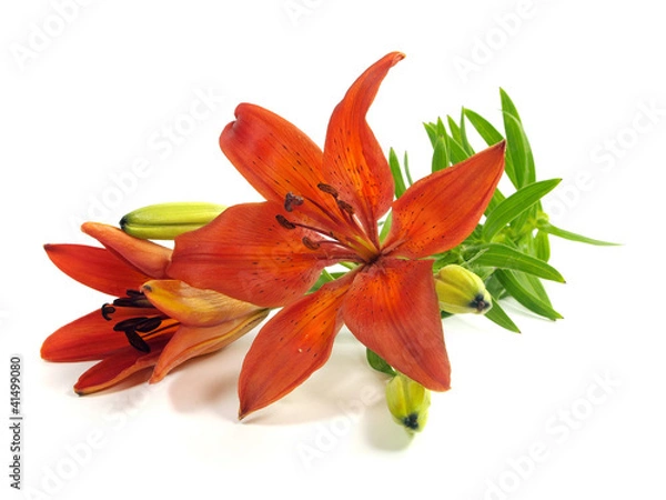 Obraz orange lily