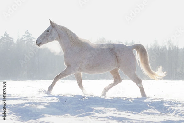 Obraz Grey flea bitten half-arabian breed horse run across the snowy field in winter sunny weather free.