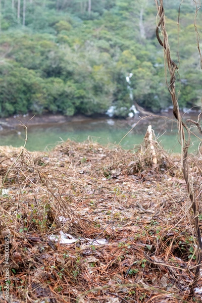 Obraz stream in the forest