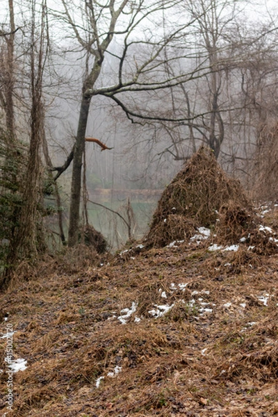 Obraz river in the forest