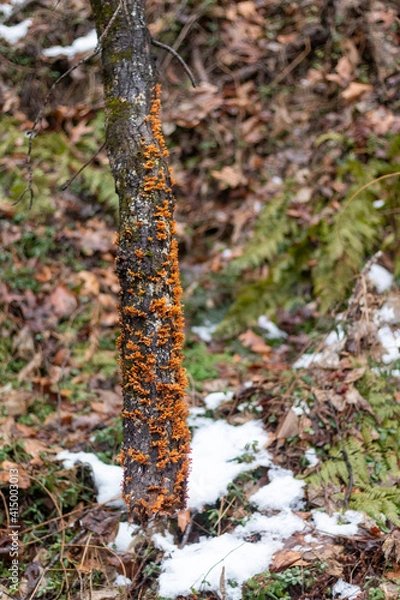 Fototapeta moss on the tree