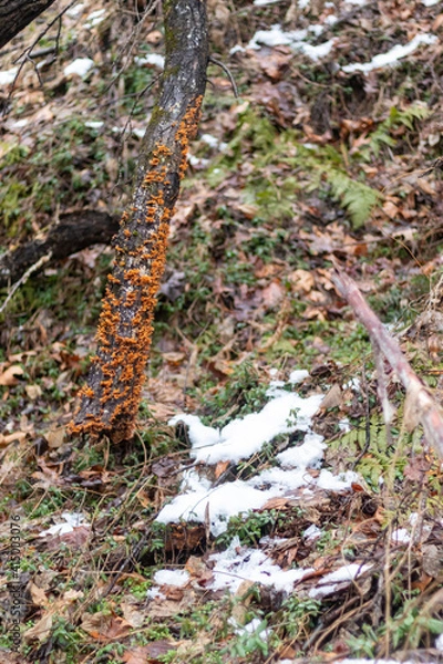 Fototapeta moss on a tree