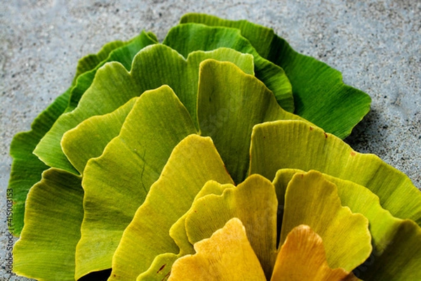 Obraz Leaves with natural gradient colors