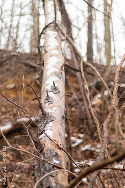 Obraz tree in the forest
