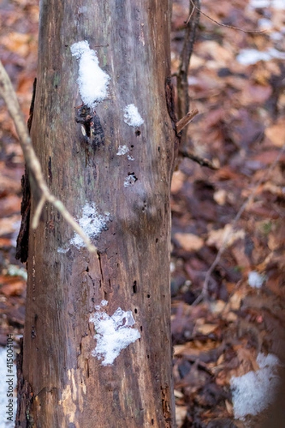 Fototapeta tree bark and moss
