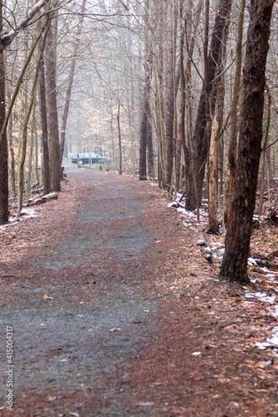 Fototapeta path in the forest