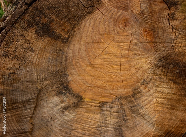 Obraz Detail of a large sawn tree trunk. Warm shades, yellow, brown and orange. 