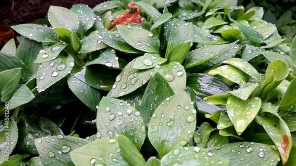Obraz rain drops on leaves