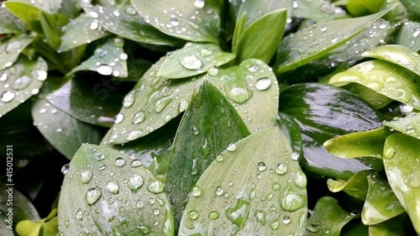 Obraz water drops on a green leaf