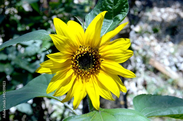 Obraz sunflower in the garden