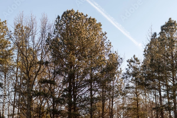 Fototapeta trees and sky