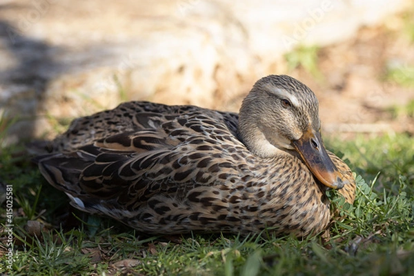 Obraz waterfowl duck on the background of summer green grass