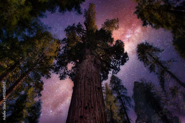 Fototapeta Looking up at Sequoia trees and night stars