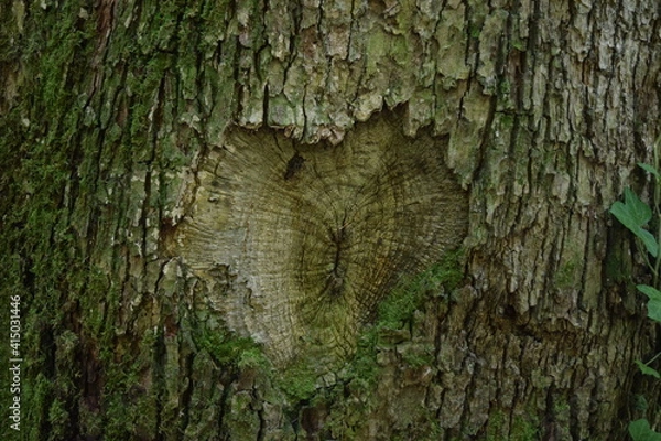 Obraz Heart-shaped hole in the bark on the trunk of a tree Stuttgart, Germany