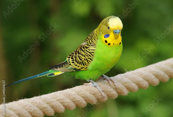 Obraz Budgie