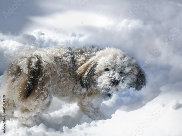 Fototapeta Dog covered in snow