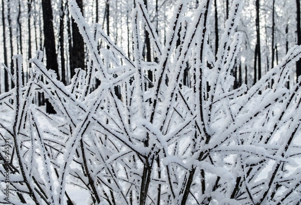 Fototapeta snow covered branches