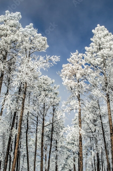 Fototapeta Snow covered Pine Trees