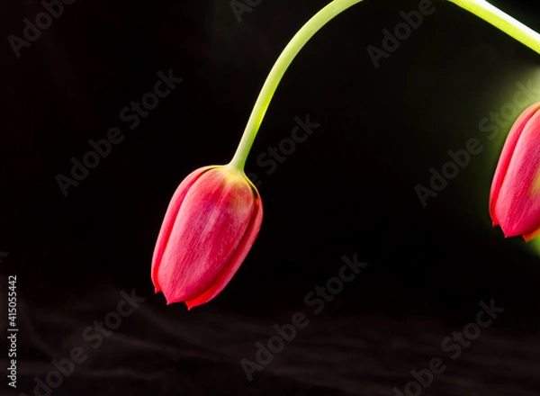 Fototapeta Red Tulip