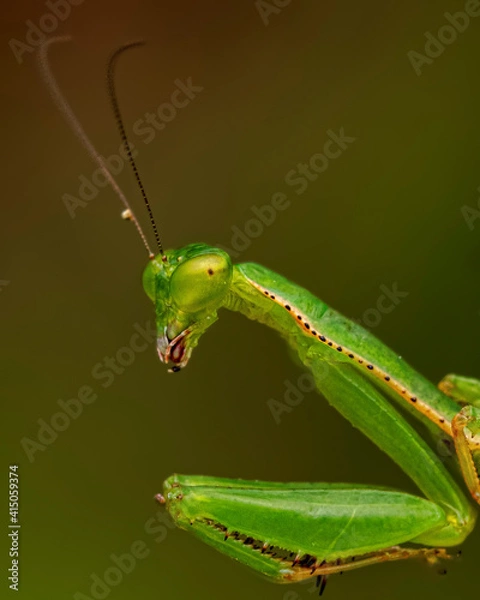 Fototapeta Mantis