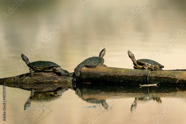 Fototapeta turtles on the river