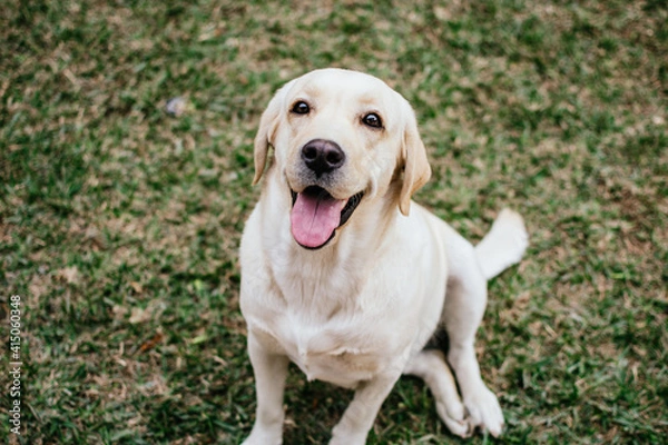 Fototapeta A yellow smiling labrador in the patio